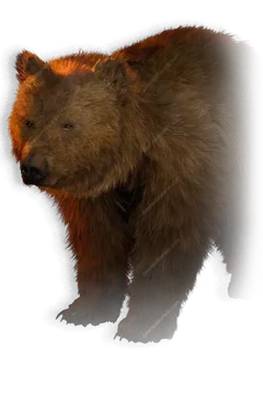 Bear