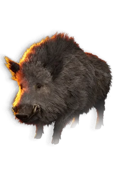 Boar
