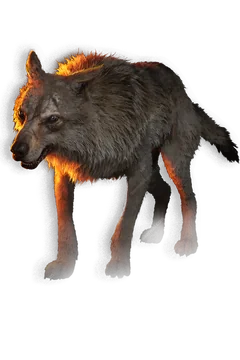 Wolf