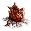 Anachora Ivy