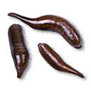 Blood Leeches