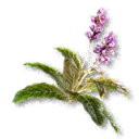 Comfrey