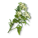Common Yarrow