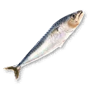Raw Fish