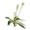 Ribwort Plantain