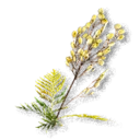 Tansy